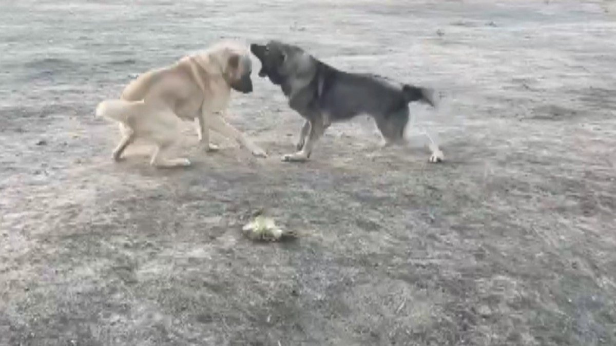 Kahramanmaraş’ta köpekler acımasızca dövüştürüldü